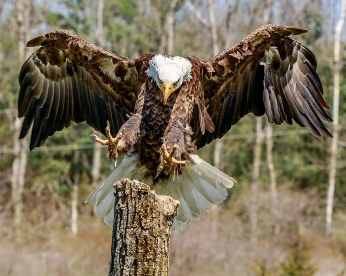 Bruce the Bald Eagle 2