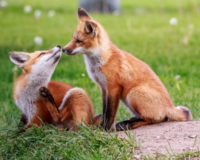 Pure Cuteness