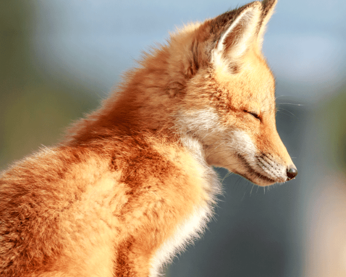 Fox Nap