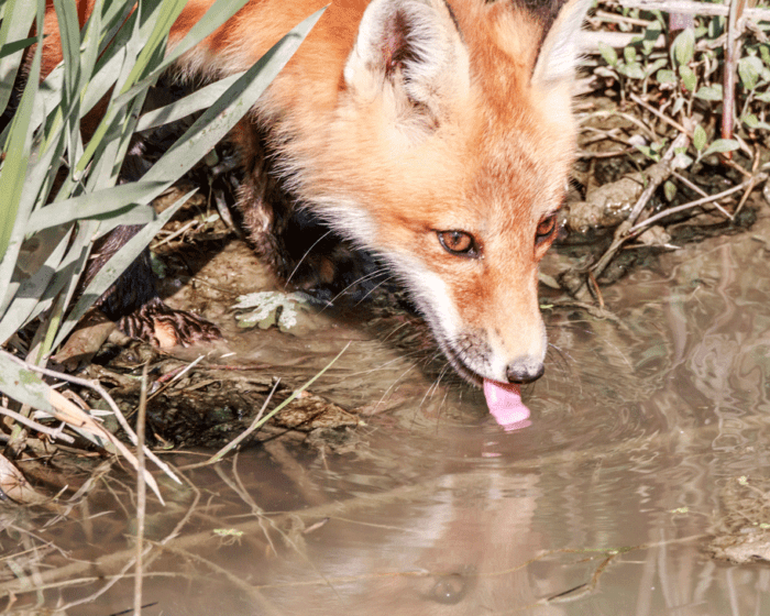 A Little Thirsty